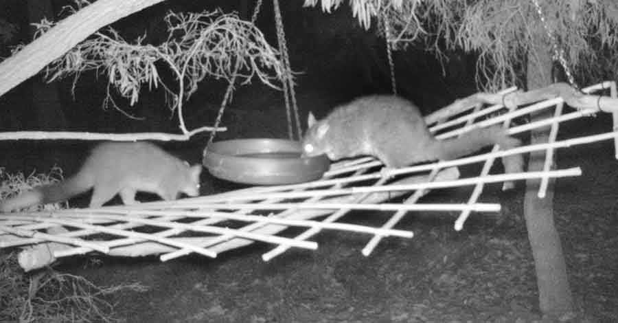 Common Brushtails